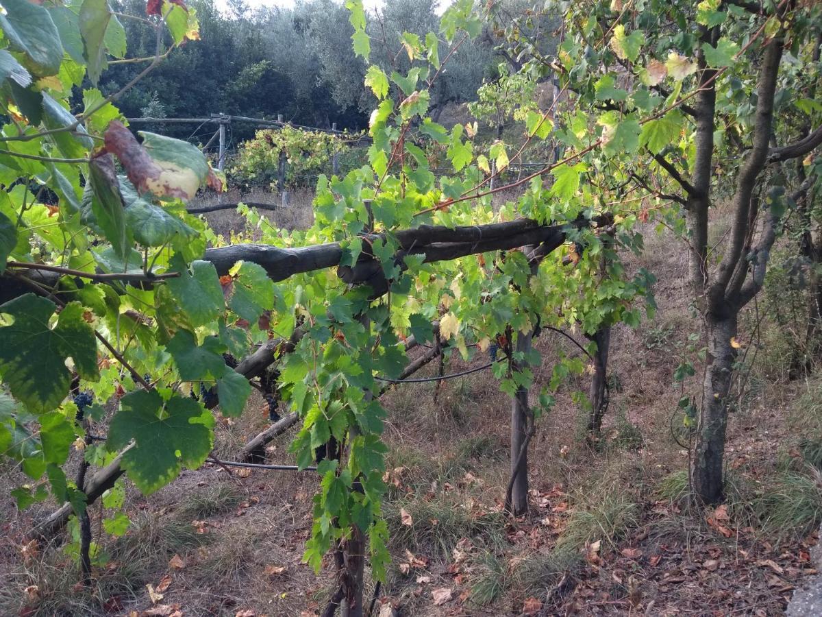 Anna Belle Elegant Agriresort Sorrento Bagian luar foto